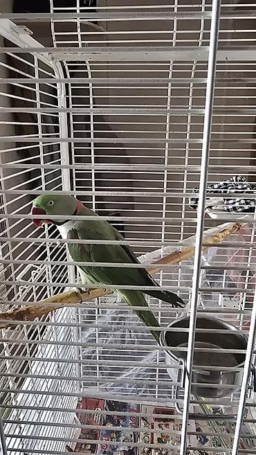 сколько стоит попугай какаду цена: 🦜 Продаётся Александрийский попугай по имени Киви 🥝 Возраст: 5 лет — 5