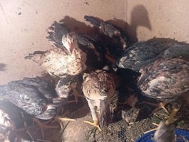 попугай ара бишкек: Бойцовые цыплята из под хороших кровейвывод 15 февраля 15 — 2