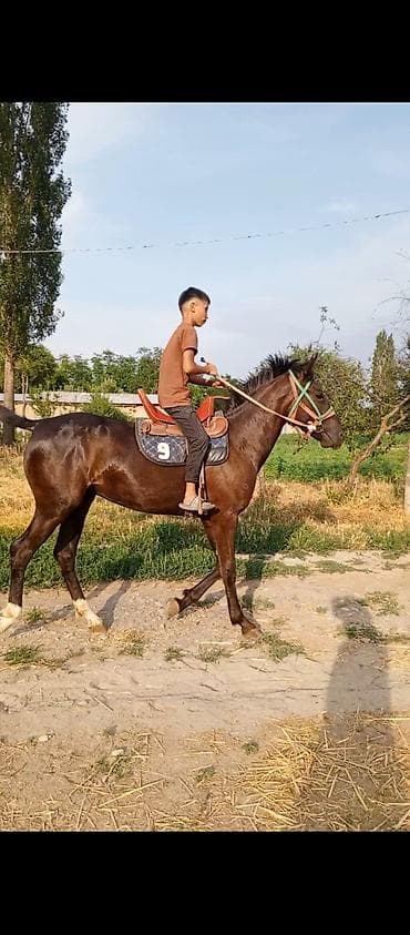 кролик в клубнике: Продаю | Жеребец | Полукровка | Конный спорт — 1