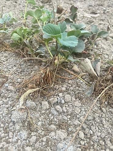 роза кочот: Рассада садовой клубники (земляники) - Сорт: крупноплодный, десертный — 2