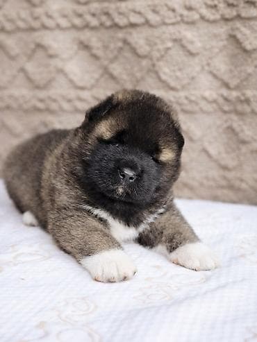 сколько стоит американская акита: 1 месяц, Самец, С прививкой, С родословной — 1