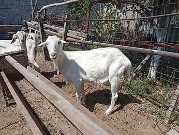 сүттү эчки: Сатам | Эчки (ургаачы) | Сүт алуу үчүн | Асыл тукумдуу — 6