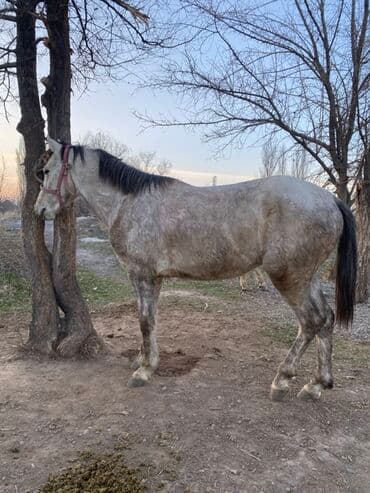 отдам даром охотничью собаку: Продаю | Конь (самец) | Рабочий — 1