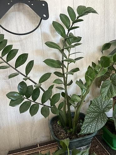 Бөлмө өсүмдүктөрү: Продажа. Комнатные цветы — 7