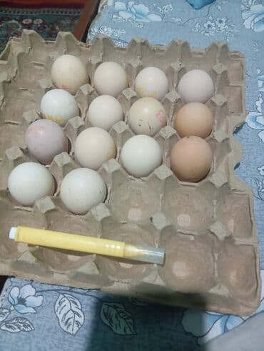 наполнители для кошек: Продаю яйца от бойцовой птицы дакан тукум Жумуртка сатылат дакан — 6
