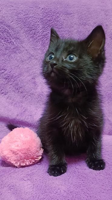 один мальчик и два котёнка: БЕСПЛАТНО! Котята 1,5 месяца, черно-белые мальчики и девочка пантера — 6