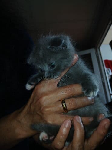 показы 1 354 72 договорная кошка даром британская короткошёрстная 1 год мальчик метис 2 позвонить написать: Скотиш Фолд (Шотландиялык шалпаң кулак), 1 айлык, Ургаачы, Биколор, Курттардан тазаланган — 5