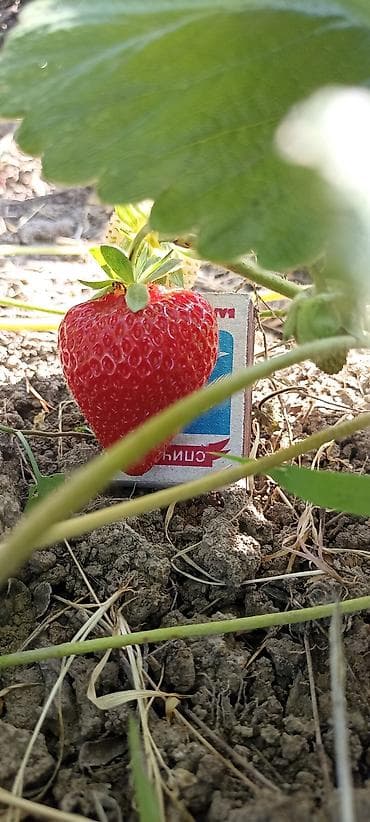 сирень саженцы: Рассада садовой земляники (клубники) с открытой корневой системой. - — 4