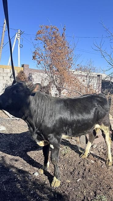 кукуруза сорт маями: Продаю | Бык (самец) | Ангус | На откорм, На забой, Для разведения | Племенные — 6