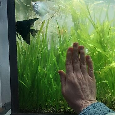 кукурузные кочерыжки: Продаю аквариумные растения валиснерия. цена за 1 кустик 30 сом — 7