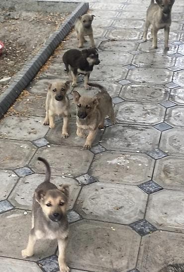 щенок стаффа: Щенки смешанных пород Домашние - Возраст примерно 2 месяца (по фото — 4