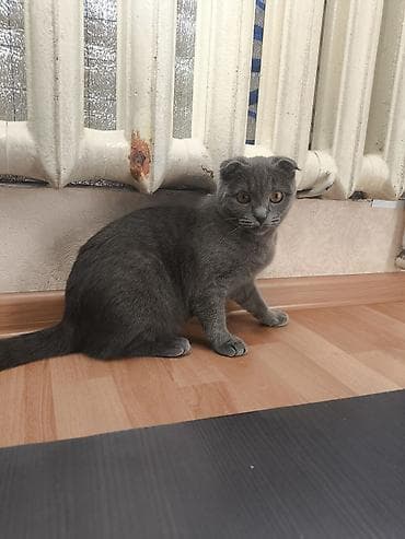 кошка манчкин: Скотиш Фолд (Шотландская вислоухая), 8 месяцев, Девочка, Серый, Приучена к лотку — 3