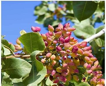 Бакча эмереги: Саженцы фисташки (Pistacia vera) - Плодовое дерево с декоративной — 1