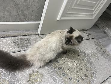 Продажа кошек: Рэгдолл, 1 год, Девочка, Биколор, Приучена к лотку — 1