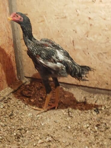 ак кой: Продаю | Куры — 1