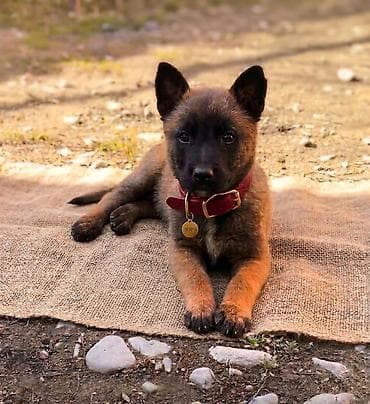 Бельгийская овчарка, 2 месяца, Самка, С прививкой at lalafo.kg Бельгийская овчарка, 2 месяца, Самка, С прививкой