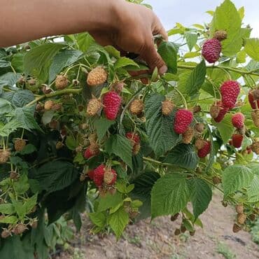 саженцы клубника опт, саженцы клубника от производителя, купить саженцы клубники оптом, саженцы клубники оптовая, саженцы клубники партия, саженцы клубники азия опт, саженцы клубники азия производитель, саженцы клубники альба опт, саженцы клубники прими п: Рассада : Малина, Самовывоз — 5