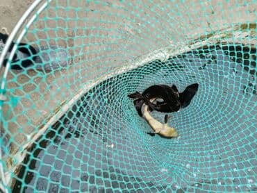 мейн кун бишкек питомник lyubushka купить котенка цена: Осетр. НАХОДИМСЯ В СОКУЛУКЕ — 3