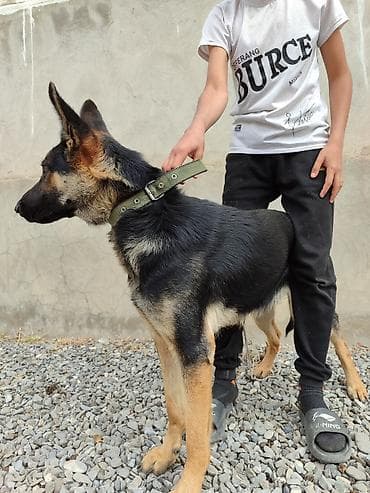 Немецкая овчарка, ей исполнилось 1 год,чёрно‑рыжий окрас. Стройное