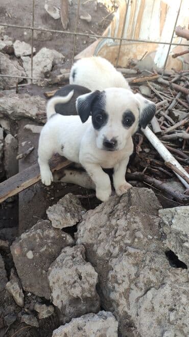 щенок кангал: 🐶Отдам в хорошие руки. Щенки метисы, короткошёрстные, компактного — 3