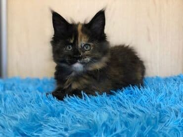 сколько стоит вислоухий котёнок: Породистый котёнок мейн-кун, окраса черепаховый (tortie). На фото — — 1