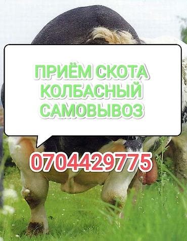 Жеке жак, Колбаса цехи : Уйлар, букалар, Жылкылар, аттар, Башка а/ч жаныбарлары, | Күнү-түнү, Бардык шартта, Союлган