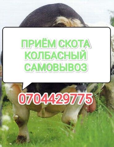 А/ч жаныбарларын сатып алам: Сатып алам | Уйлар, букалар, Жылкылар, аттар, Башка а/ч жаныбарлары | Күнү-түнү, Бардык шартта, Союлган — 1