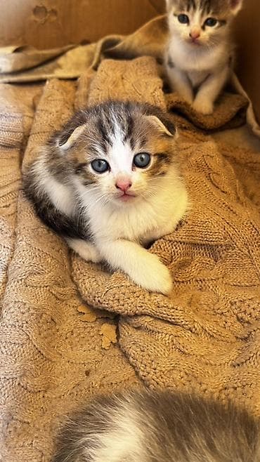 кошка породистый: 1 месяц, Мальчик, Серый, Метис — 4