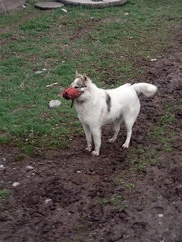 усыпление животных бишкек: Лайка, 1 год, Самец — 3