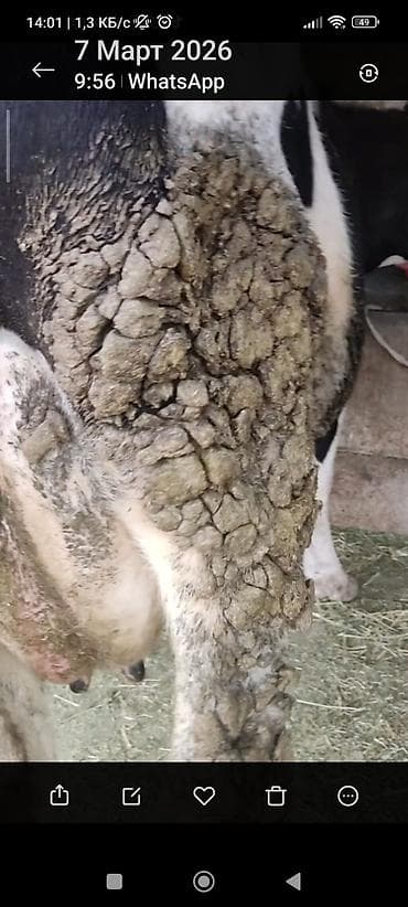 Продаю | Корова (самка) | Для молока | Привязанные at lalafo.kg Продаю | Корова (самка) | Для молока | Привязанные