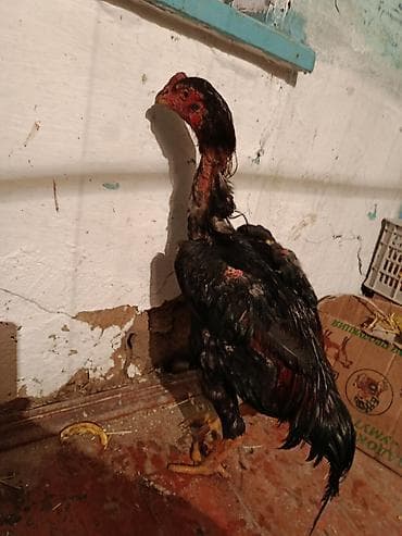 японская собака акита ину: Продаю | Петух | Для разведения — 3