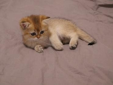 свинкс кошки: Скотиш Страйт (Шотландская прямоухая), 3 месяца, Девочка, Золотая шиншилла — 3