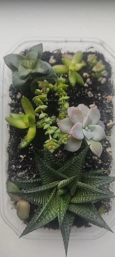 Комнатные розы: За все 1500 сом можно по отдельности Фикус готов к формированию — 5