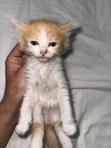 коты в оше: Отдам котят в хорошие руки, Возраст котят 1 месяц, 2 недели — 2