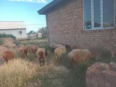 кукуруза сорт маями: Продаю | Овца (самка) | На забой — 1