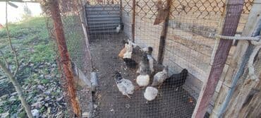 кошка домик: Продаю | Петух, Куры | Для разведения — 1