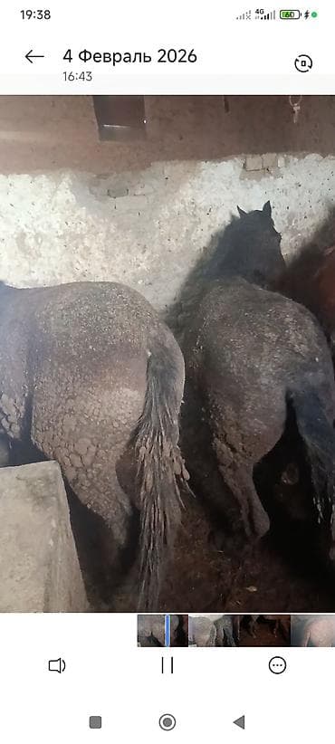 Продаю | Жеребенок | Рабочий