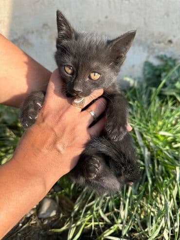 мышык бекер берем: Мышык бекер берилет: Породасыз, 2 айлык, Эркек — 2