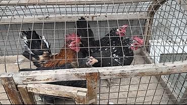 дикий голуб: Продаются Шабо Палевые и Мрамор 1500 за голову Курочки отдельно не — 2