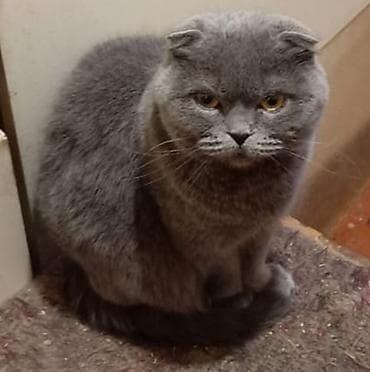 scottish fold: В ПРОДАЖЕ ОЧАРОВАТЕЛЬНЫЙ, ШУСТРЫЙ МАЛЬЧИК ШОТЛАНДЕЦ, СКОТТИШ ФОЛД — 4
