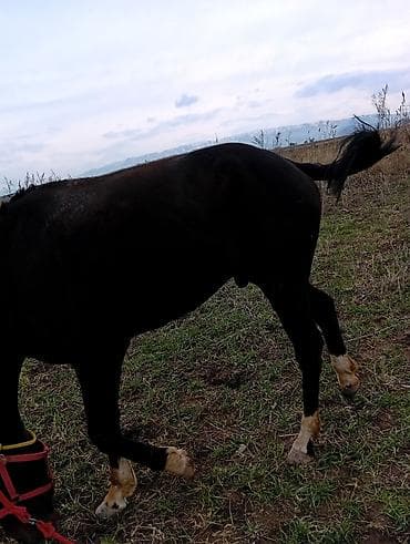 жылкы жаныбар: Сатам | Байтал | Жумушка | Мерин — 4