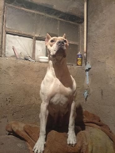 итер: Питбуль, 1 жаш, Ургаачы, Эмделген — 3