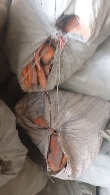 наполнитель для животных: Продаю | Баран (самец) — 1