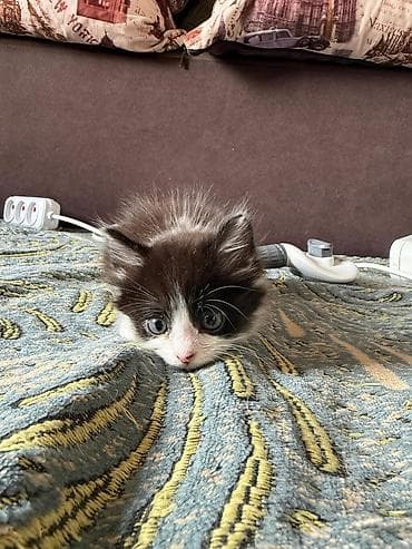 котёнки маленькие: Котята, домашние, игривые и ласковые. - Возраст: примерно 1–1,5 — 4
