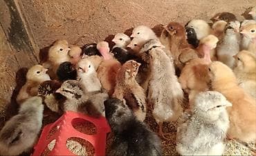 клетка для куры: Продаю | Цыплята | Для разведения — 1