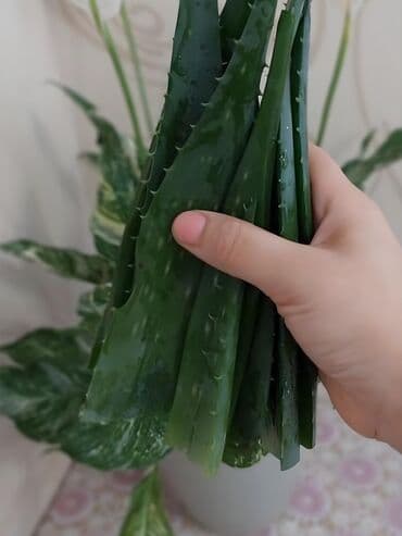 алоэ вера форевер: "Алоэ-Вера" Продаю бoльшой Алоэ-Вера 🌱 Вoзрaст: - 5ти летки. В — 7