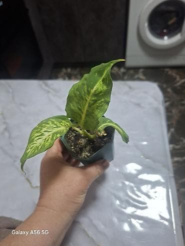 музыка ветра: Продается комнатная ель араукария женское счастье, шефлера — 7