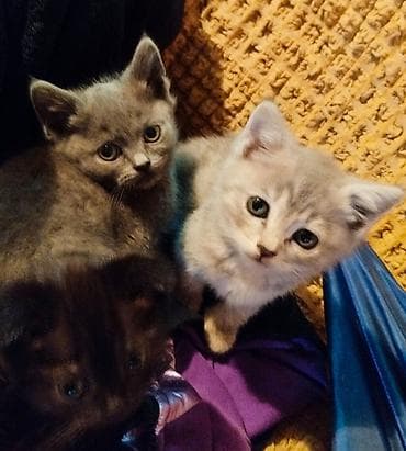 Котятамать шотландская веслоухая,с паспортом.1,5 месяца, всё at lalafo.kg Котятамать шотландская веслоухая,с паспортом.1,5 месяца, всё
