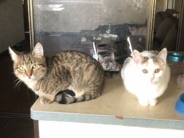 рэгдолл кошка: Нежный мальчишка Пристраивается в любящую семью Малышу 4,5 месяца — 5