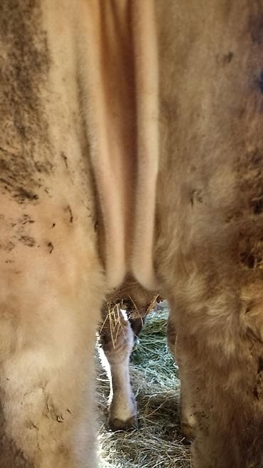 ящик для документов: Продаю | Корова (самка), Тёлка | Швицкая | Для разведения | Нетель — 3